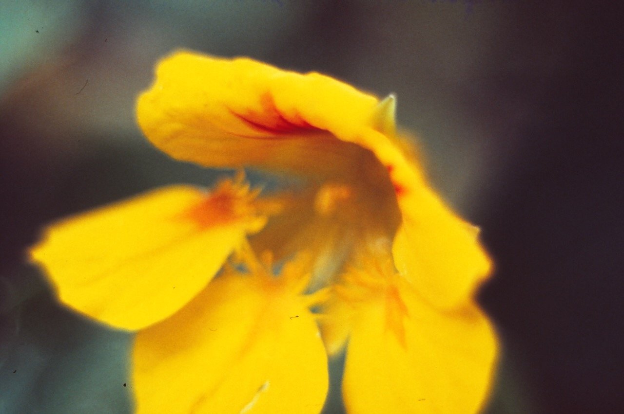 Close-up of a vibrant yellow flower with soft focus.